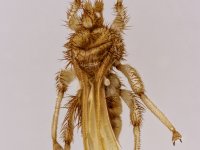 Muszka nietoperza (Streblidae)