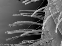 Cimex pipistrelli - hairs on abdomen
