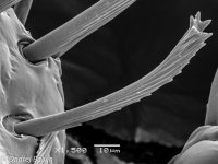 Cimex pipistrelli – pronotum – owłosienie na rogu